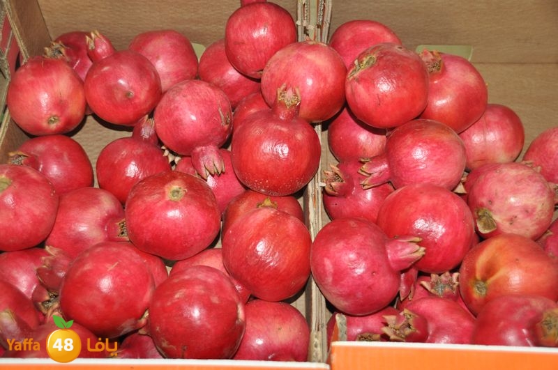 setona2y 830 (23).JPG